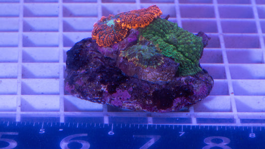 Mushroom Colony  WYSIWYG  (I4)