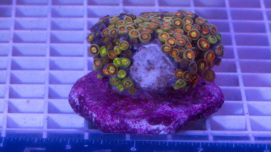 Zoa Colony on rock  WYSIWYG  Zoanthid  (G4)