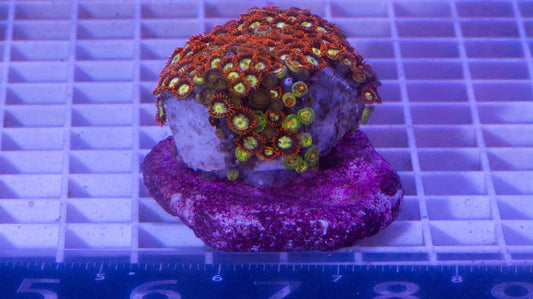 Zoa Colony on rock  WYSIWYG  Zoanthid  (G4)