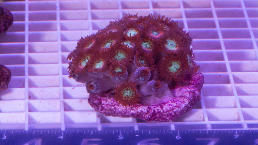 Zoa Colony  WYSIWYG  Zoanthid  (G3)