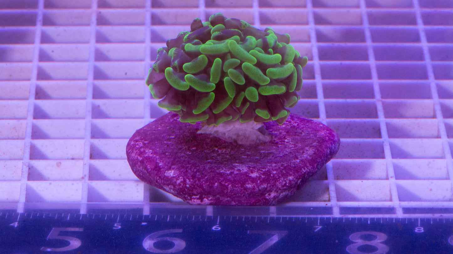 Hammer, Green/Purple  WYSIWYG (E4)