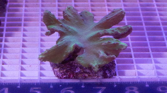 Cabbage Mini  Colony.  WYSIWYG (I5)