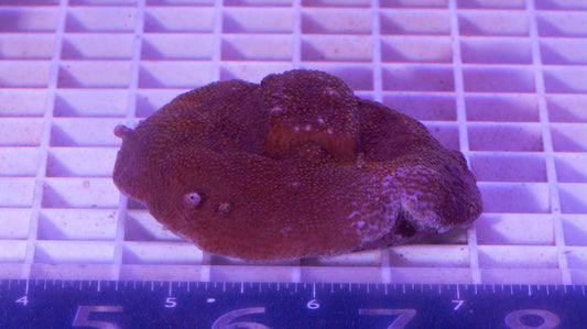 Montipora Colony  WYSIWYG (A1)