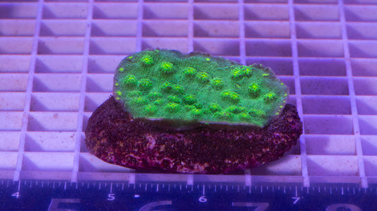 Chalice Colony  WYSIWYG  (A6)