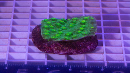 Chalice Colony  WYSIWYG  (A6)