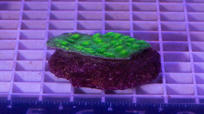 Chalice Colony  WYSIWYG  (A6)