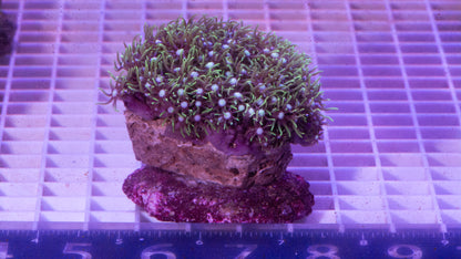 Green Star Polyp Colony.  WYSIWYG.  (G6)