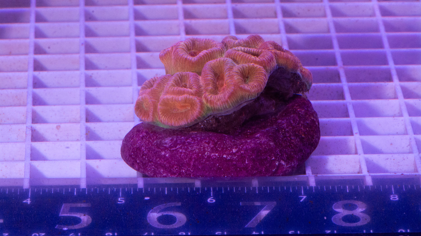 Favia  Colony.  WYSIWYG.  (C4)