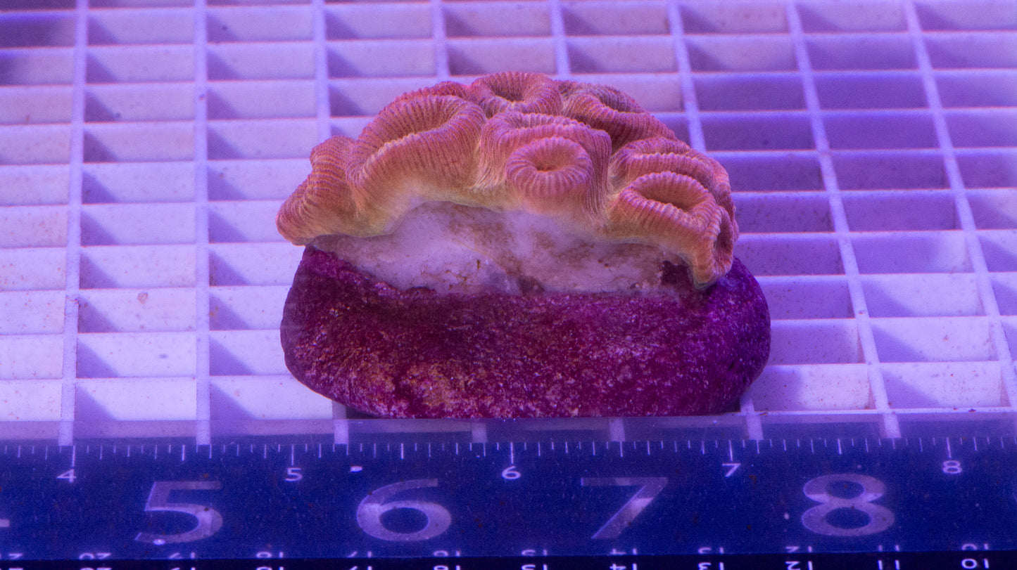 Favia  Colony.  WYSIWYG.  (C4)