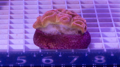 Favia  Colony.  WYSIWYG.  (C4)