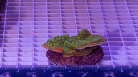 Chalice Colony  WYSIWYG  (A4)