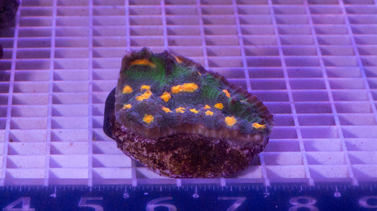 Chalice Colony  WYSIWYG  (A3)