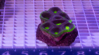 Favites  Colony.  WYSIWYG.  (E6)