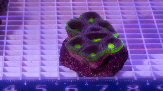 Favites  Colony.  WYSIWYG.  (E6)