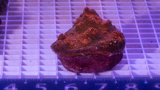 Chalice Colony  WYSIWYG  (A2)