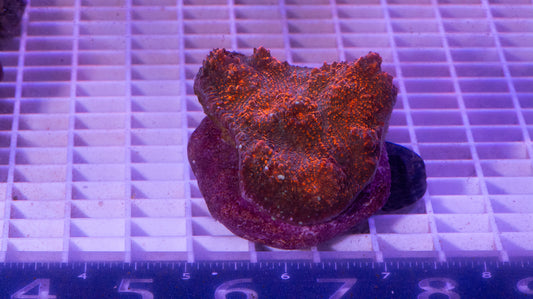 Chalice Colony  WYSIWYG  (A2)