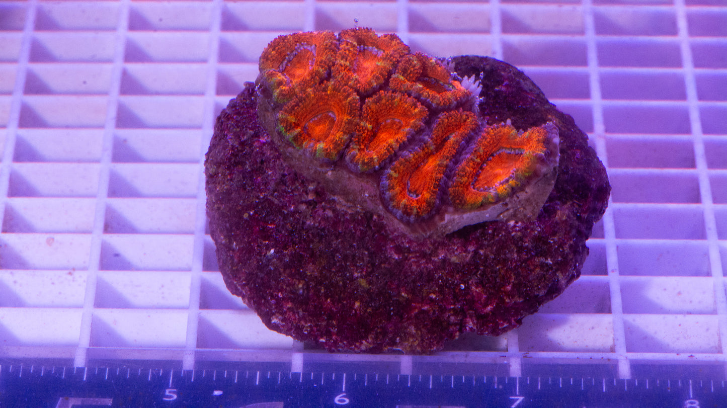 Acan Lord.  WYSIWYG.  (C2)