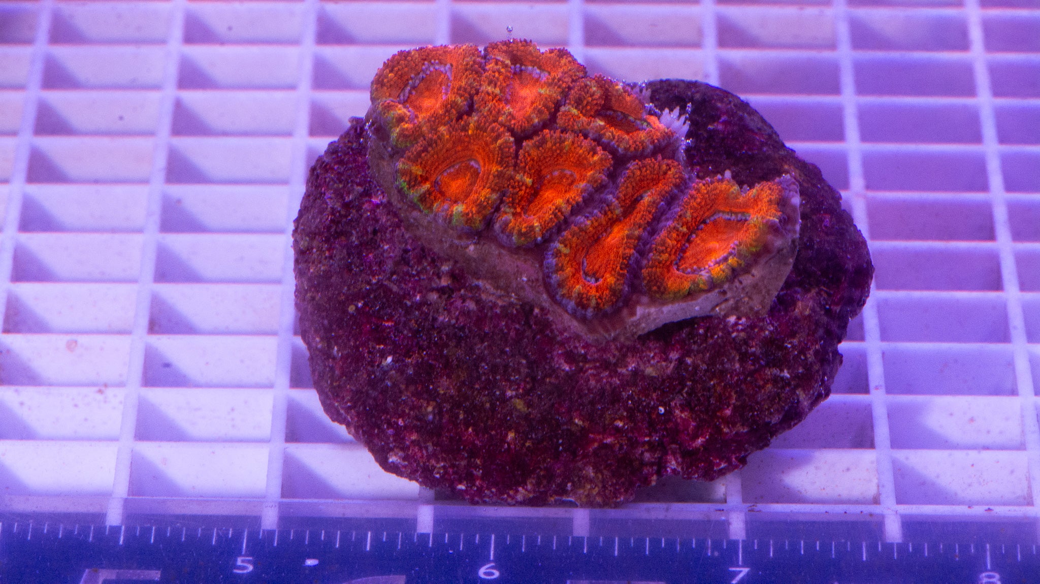 Acan Lord.  WYSIWYG.  (C2)