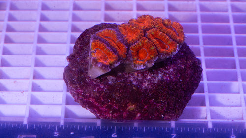 Acan Lord.  WYSIWYG.  (C2)