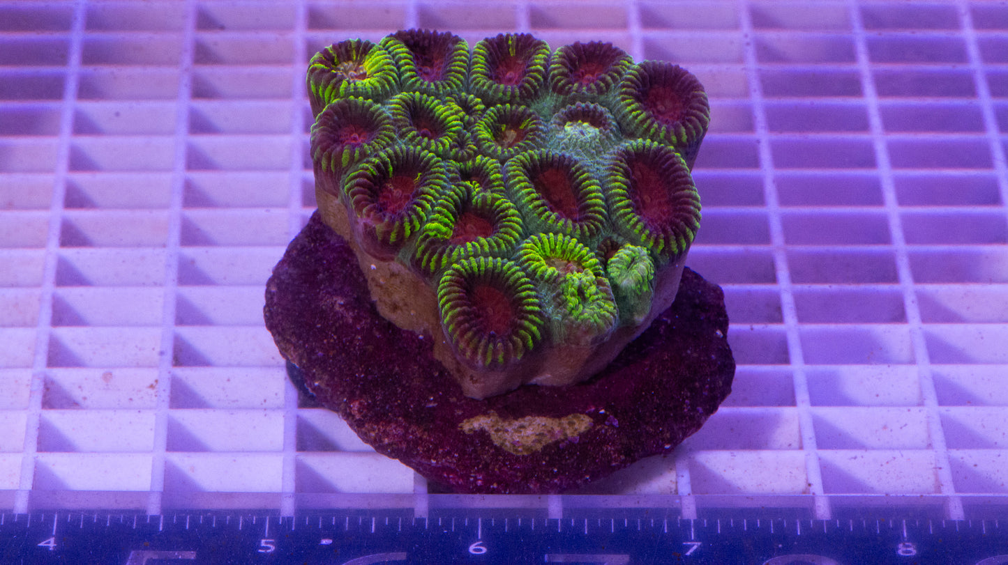 Favia  Colony  WYSIWYG  (C3)