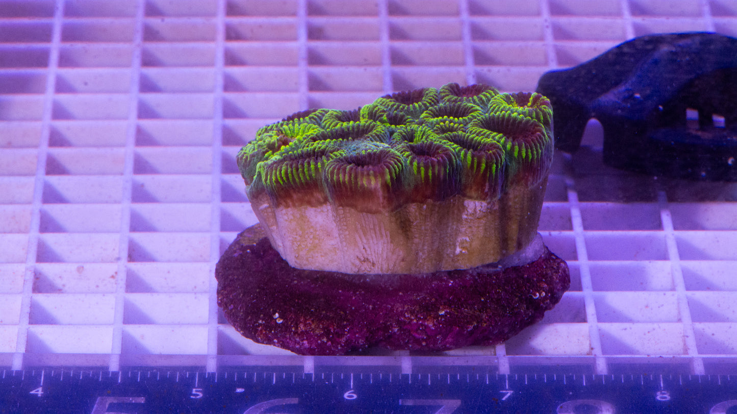 Favia  Colony  WYSIWYG  (C3)