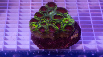 Favia  Colony  WYSIWYG  (C3)