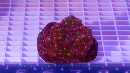 Favites colony.  WYSIWYG   (A5)