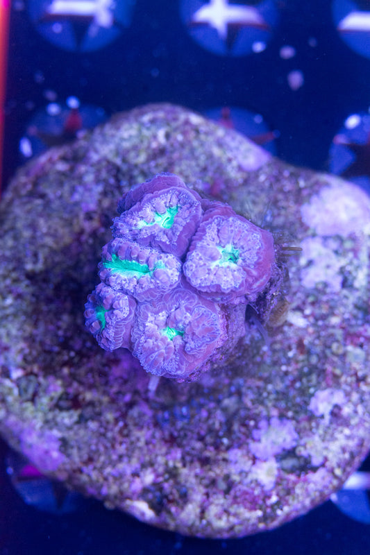 Blastomussa mini Colony  WYSIWYG (H4)