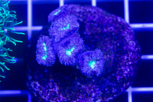 Blastomussa Mini Colony  WYSIWYG  (H6)