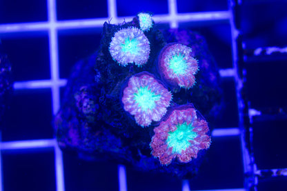 Blastomussa Mini Colony  WYSIWYG  (I6)