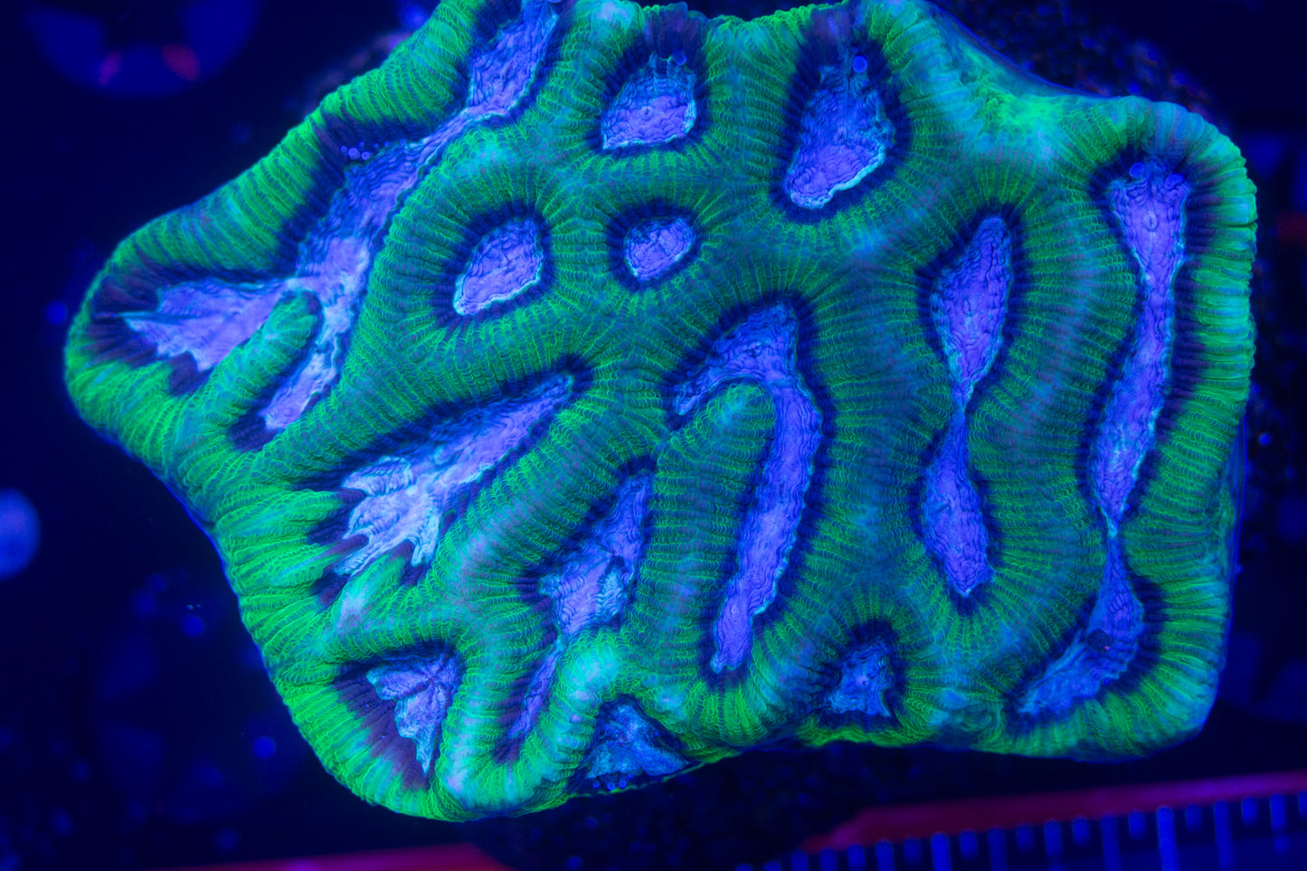 Platygyra   WYSIWYG (D3)