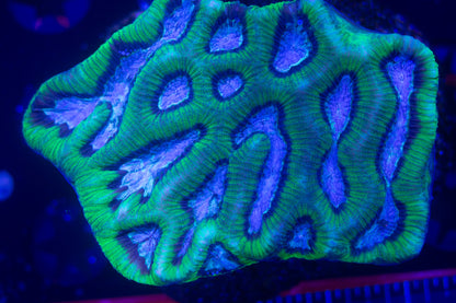 Platygyra   WYSIWYG (D3)