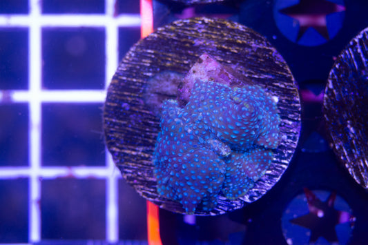 Ultra Disco Mushroom Frag.  WYSIWYG  m(A1)