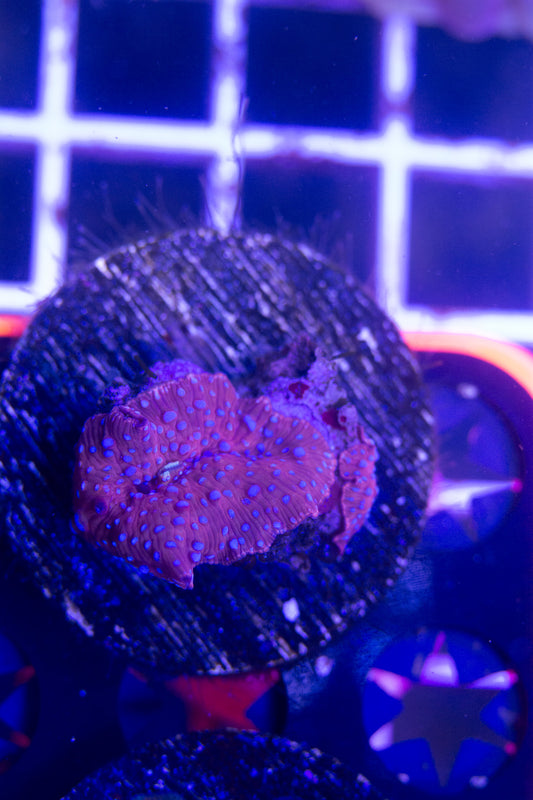 Ultra Disco Mushroom Frag.  WYSIWYG M(A3)