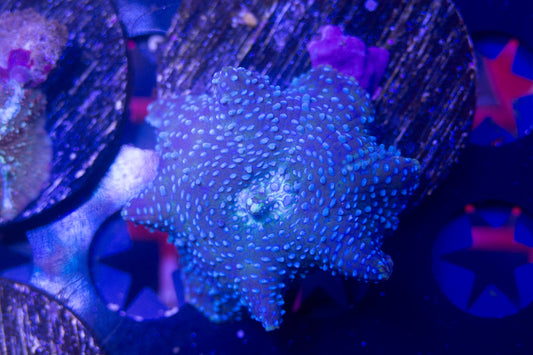 Ultra Disco Mushroom Frag.  WYSIWYG  M(C1)