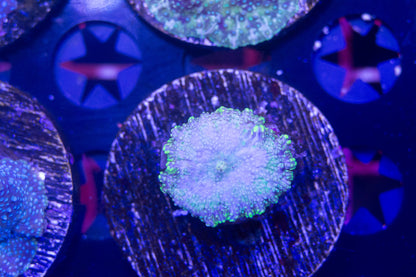 Ultra Disco Mushroom Frag.  WYSIWYG  M(B1)