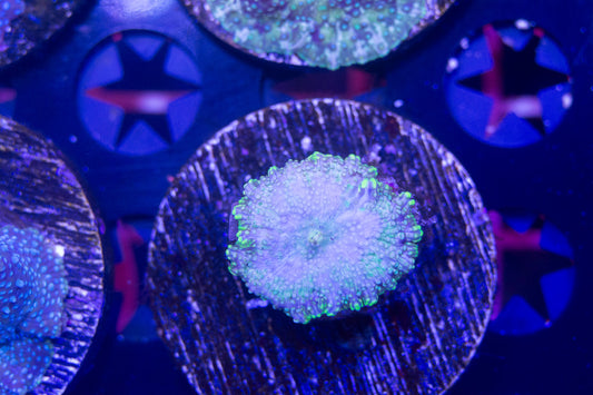 Ultra Disco Mushroom Frag.  WYSIWYG  M(B1)