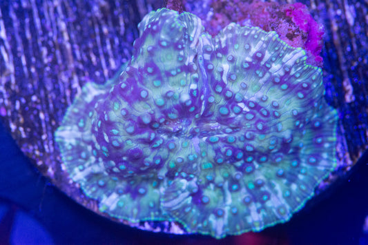 Ultra Disco Mushroom Frag.  WYSIWYG M(B2)