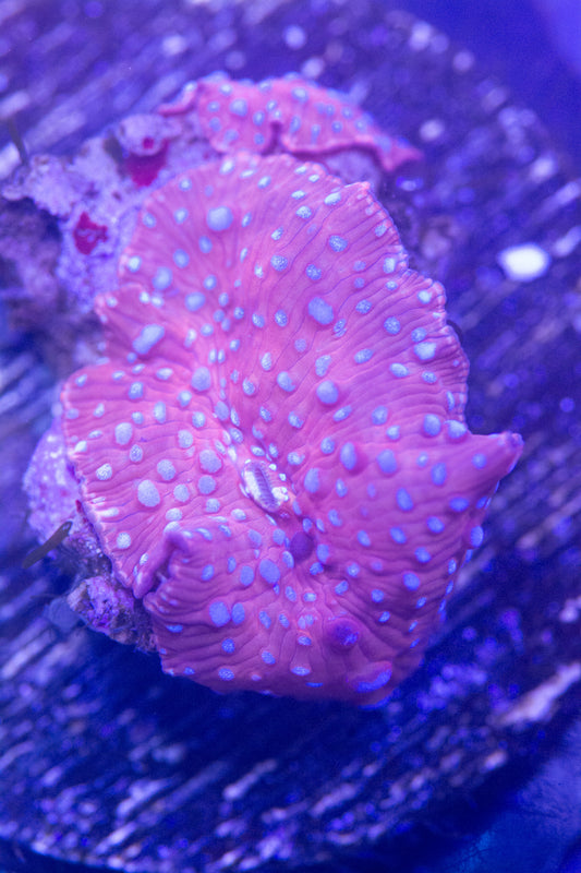 Ultra Disco Mushroom Frag.  WYSIWYG M(A3)