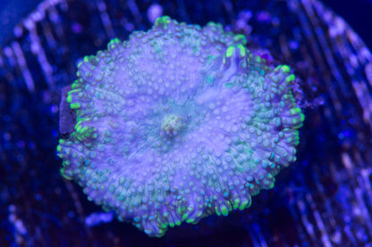 Ultra Disco Mushroom Frag.  WYSIWYG  M(B1)