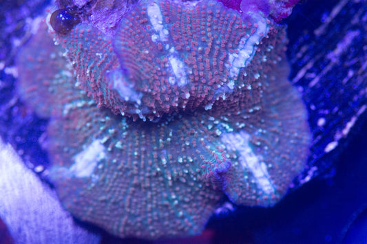 Ultra Disco Mushroom Frag.  WYSIWYG M(B3)