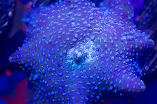 Ultra Disco Mushroom Frag.  WYSIWYG  M(C1)