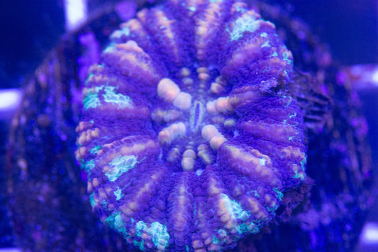 Mini Scolymia  WYSIWYG  S(A3)