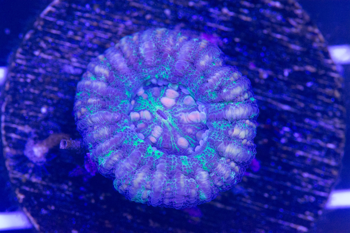 Mini Scolymia  WYSIWYG   S(A2)