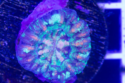 Mini Scolymia.  WYSIWYG  S(A1)