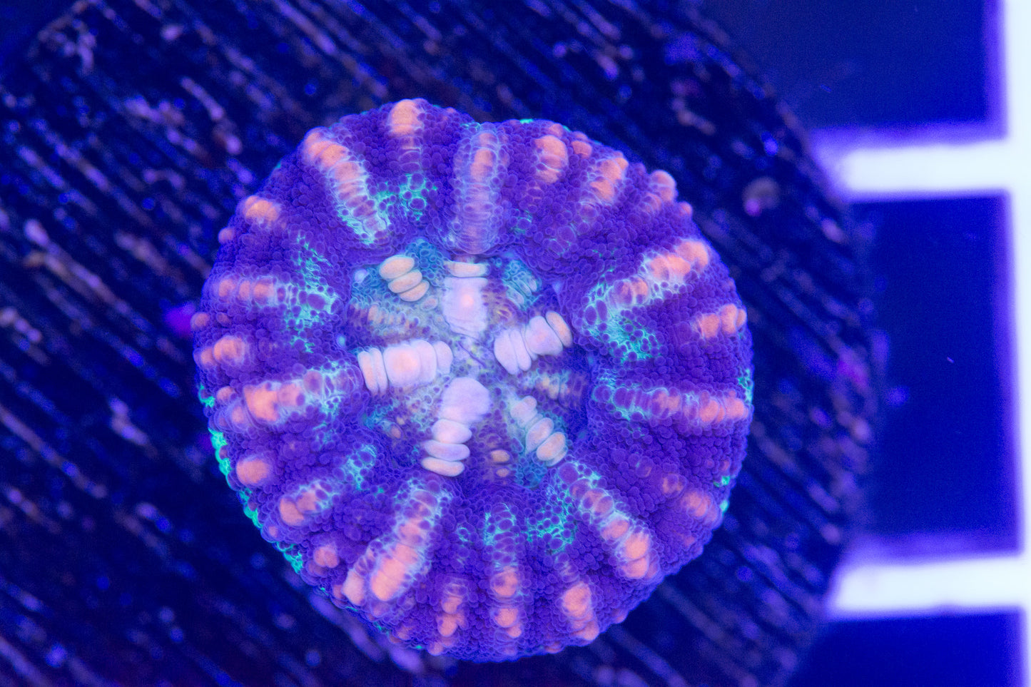 Mini Scolymia  WYSIWYG  S(B1)