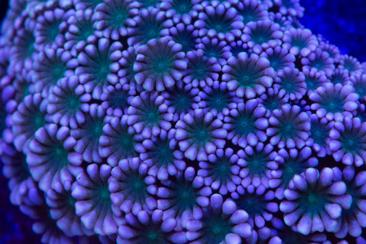 Alveopora mini Colony WYSIWYG (I3) on 2"-2.5" real reef disc