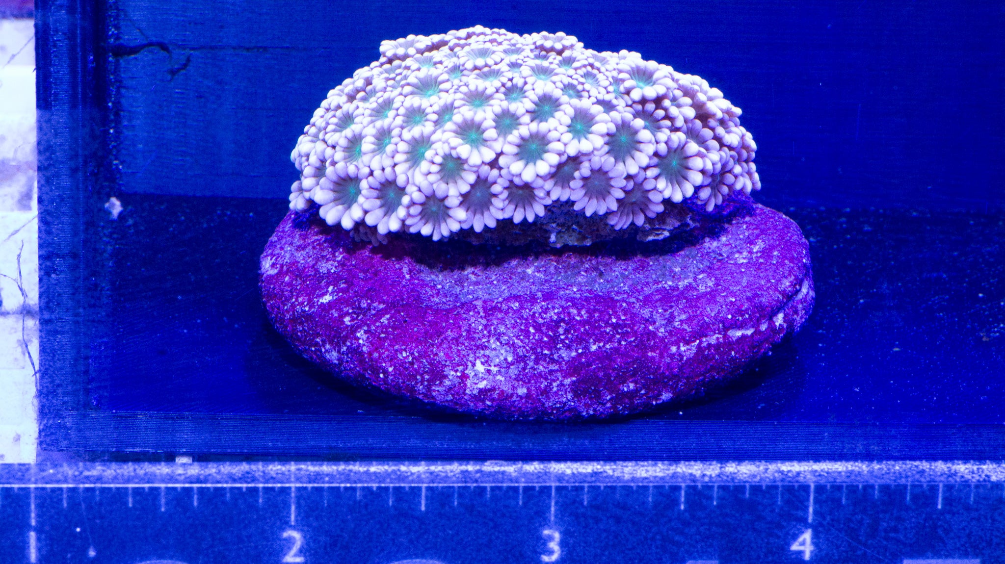 Alveopora mini Colony WYSIWYG (I3) on 2"-2.5" real reef disc