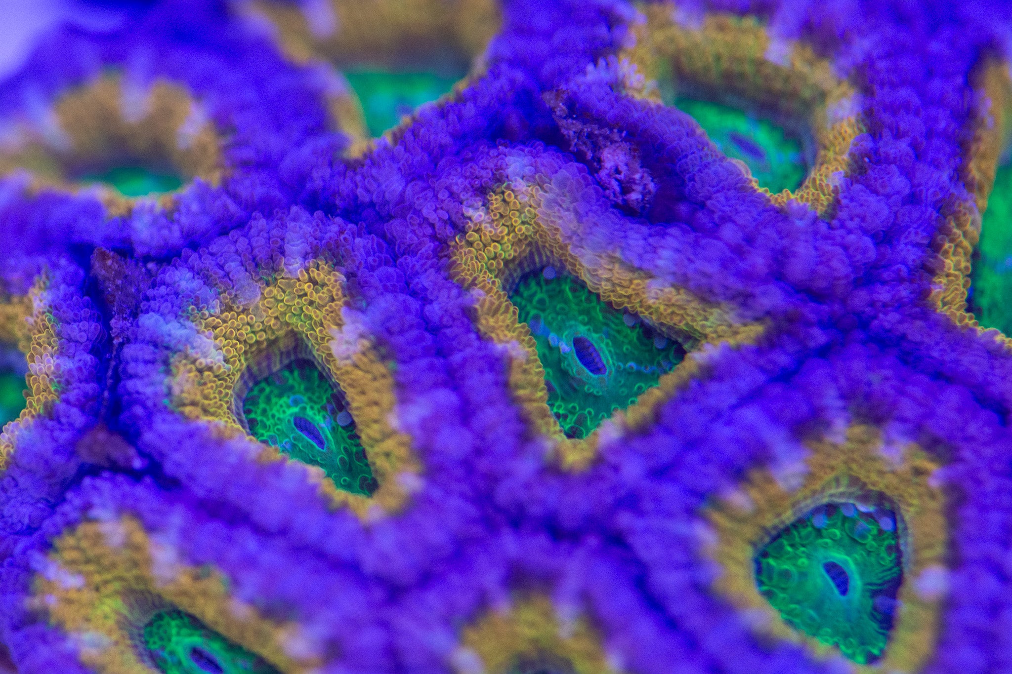 Acan Lord mini colony (J8)