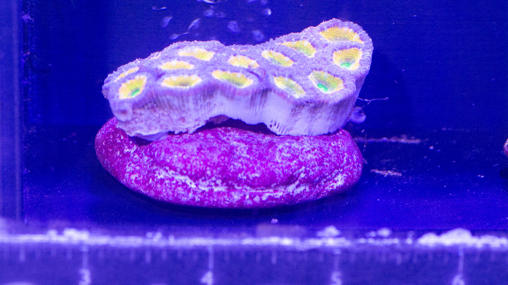 Acan Lord mini colony (J8)